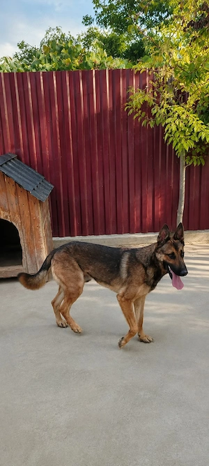 Malinos german mascul 