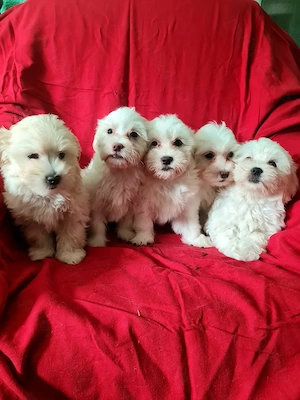 Bichon Maltez, Femele disponibile imediat.  - imagine 5