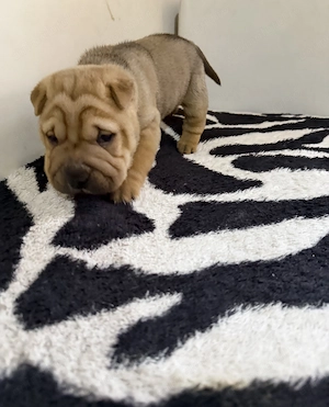 Pui shar pei de vanzare - imagine 4