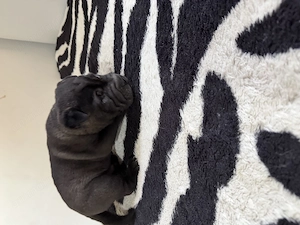Pui shar pei de vanzare - imagine 3