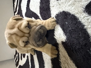 Pui shar pei de vanzare - imagine 5
