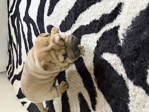 Pui shar pei de vanzare - imagine 4