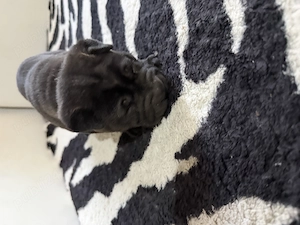 Pui shar pei de vanzare