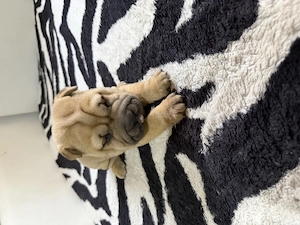 Pui shar pei de vanzare