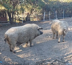 Porci Mangalita pt Crăciun! Scroafe gestante, scrofite reproducție! - imagine 2
