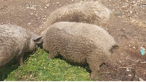 Porci Mangalita pt Crăciun! Scroafe gestante, scrofite reproducție!