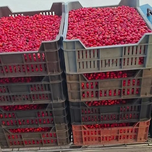 Măceșe proaspete naturale bogate in vitamica C