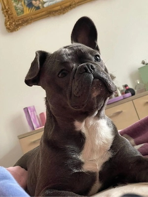 bulldog francez blue - imagine 3