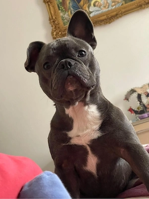 bulldog francez blue - imagine 2