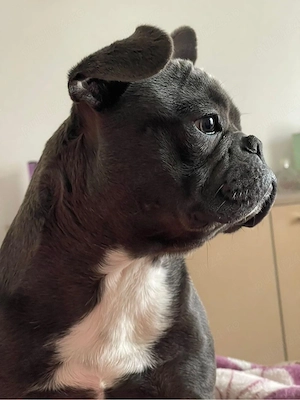 bulldog francez blue