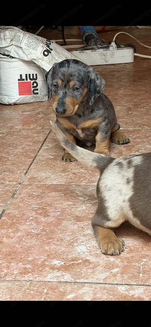 Fetita teckel arlequin