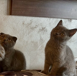Pui Scottish Fold  - imagine 2
