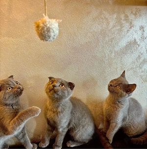Pui Scottish Fold 