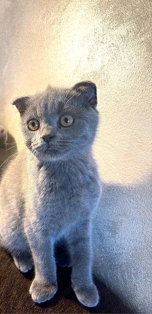 Pui Scottish Fold  - imagine 5
