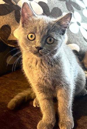Pui Scottish Fold  - imagine 4