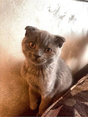 Pui Scottish Fold  - imagine 3