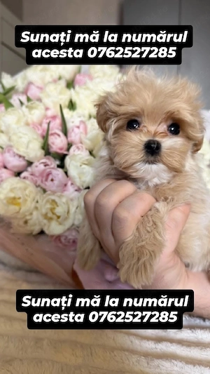 maltipoo apricot mini toy - imagine 2