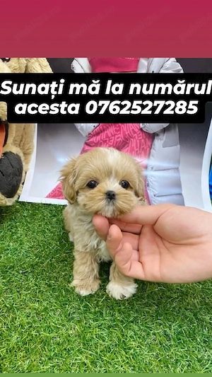 pui maltipoo mini toy 