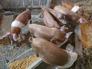 Vând purcei de carne