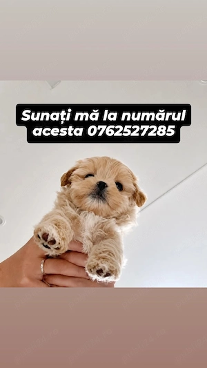 maltipoo mini toy apricot 