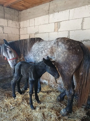 Vând iapă cu mânz 