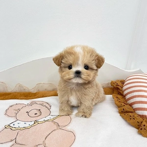 pui de maltipoo poodle mini toy - imagine 3
