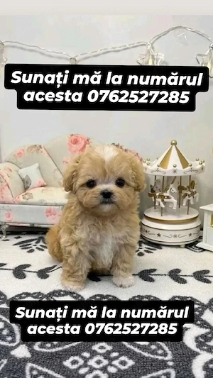 pui de maltipoo poodle mini toy
