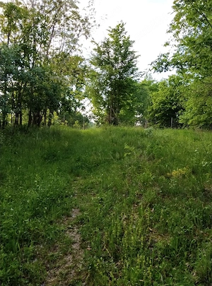 Teren 8500mp langa Calimanesti - imagine 4