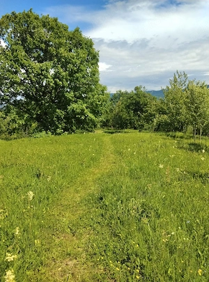 Teren 8500mp langa Calimanesti - imagine 2