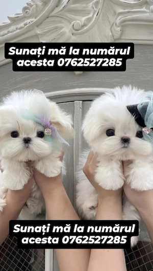 bichon maltez mini toy