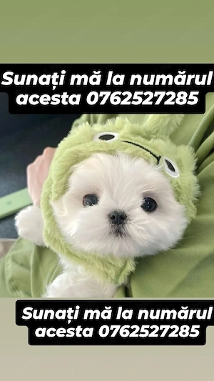pui bichon maltez mini toy