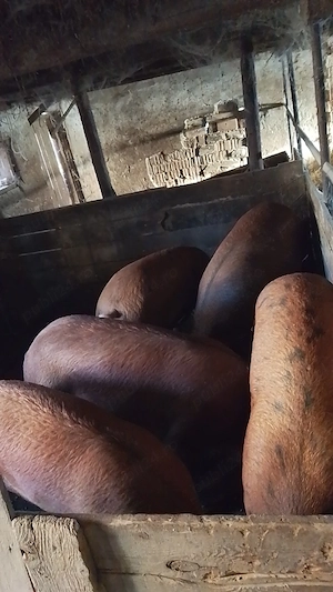 Vând 6 porci pentru sacrificat