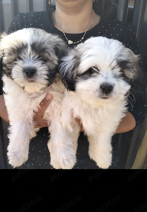 De vânzare cățeluși shih tzu 