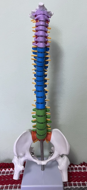 Mulaj coloană vertebrală 