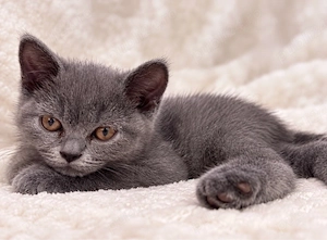 Vand pisica British Shorthair