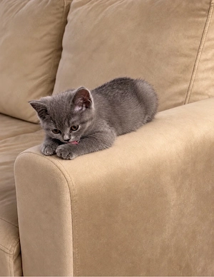 Vand pisica British Shorthair - imagine 3