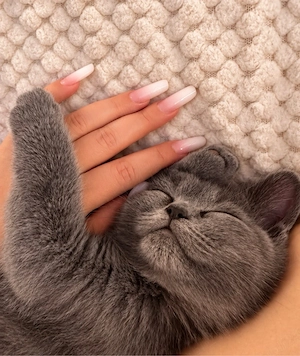Vand pisica British Shorthair - imagine 4