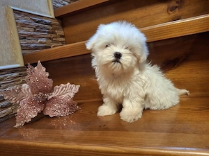 Bichon Maltez Mini Toy  - imagine 2