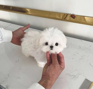 Bichon Maltez Mini Toy 