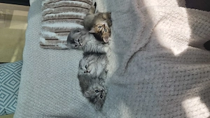 British longhair & scottish fold - imagine 2