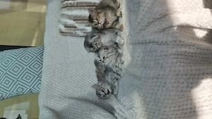 British longhair & scottish fold