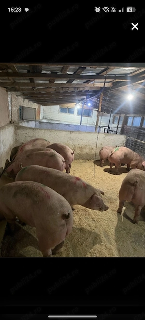 porci de carne  - imagine 2