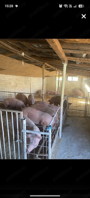 porci de carne 