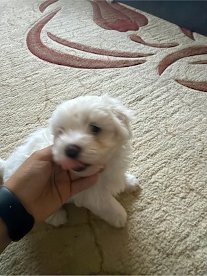 vând pui bichon - imagine 4