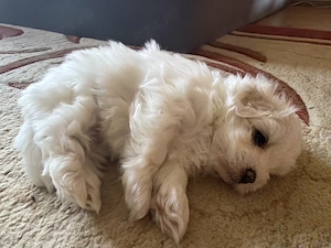 vând pui bichon