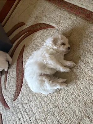 vând pui bichon - imagine 5