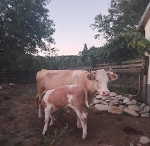 Vand vaca cu vitel