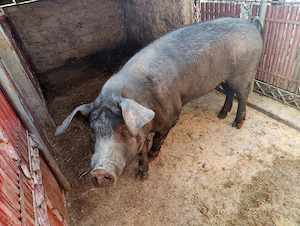 Vand urgent porc  - imagine 3