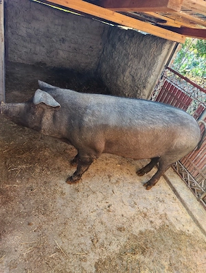 Vand urgent porc  - imagine 4