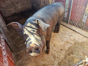 Vand urgent porc  - imagine 2